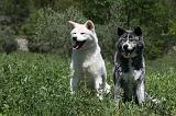 AKITA INU 345
